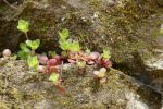 PICTURES/Pigeon Mountain - Wildflowers in The Pocket/t_Succulent2.JPG